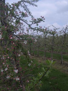 apple blossom zoomed out 2_low res